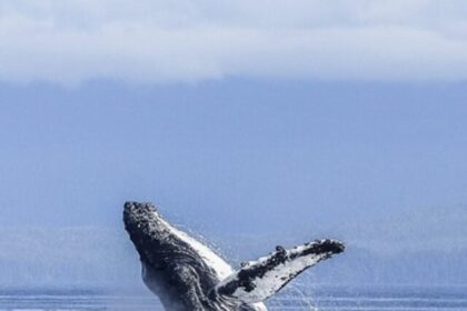 humpback-whale-436120_640